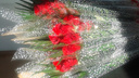 В Тольятти уничтожили 84 розы из Эфиопии, в которых нашли опасного вредителя
