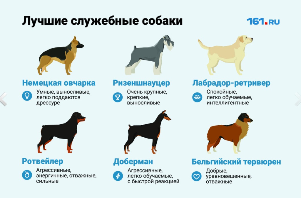 По мнению кинологов овчарка нуждается в частых упражнениях схема предложения