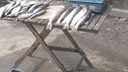 После рейда в Ростове уничтожили 20 кг рыбы