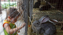 Руки прочь: волгоградские депутаты запретят тискать диких животных
