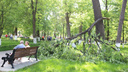 В Демидовском сквере две огромные ветки рухнули с деревьев на тротуар