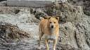 В Ростовской области ветеринар жестоко убил 173 собаки