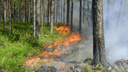 Число лесных пожаров и сумма ущерба от них в Поморье сократились втрое