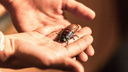 Громко шипят и ломают друг другу усы: школьник из Челябинска развёл сотню огромных тараканов