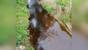 Ядовитый фильтрат течёт в ручей: независимая экспертиза опубликовала пробы воды из реки Нора