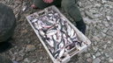 Более 100 килограммов рыбы и раков изъяли у торговцев в Ростове