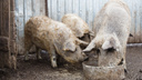 Чума свиней уничтожила крупный свинокомплекс под Волгоградом