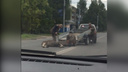 Он был ещё живой: в Рыбинске у автобусной остановки сбили лося