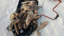 Орудуют «метлой»: полицейские поймали восемь браконьеров на Волге в районе Сызрани