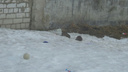 Жителей Заволжского района атакуют полчища крыс: фото
