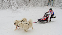 В Самаре пройдут «Рождественские гонки» на собачьих упряжках
