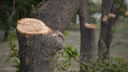 Ростовские чиновники возмущены обрезкой деревьев в Советском районе