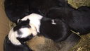 В Ярославле в подвал дома подбросили 14 щенков