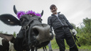 Дефиле коров стало частью гастрономического праздника в Холмогорском районе