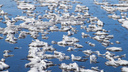 Две ледовые переправы закроют в Архангельске в субботу