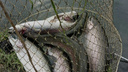В Онежском Поморье временно запретили ловить семгу сетями