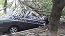 Недоброе утро: в Ростове дерево рухнуло на припаркованный автомобиль