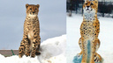 В ярославском зоопарке у гепарда появился снежный двойник
