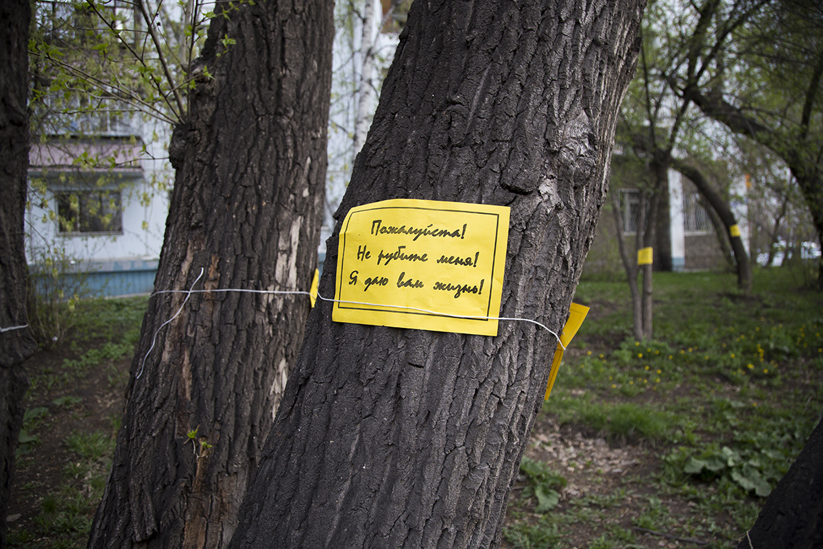 Деревья, попавшие в зону строительства, жители отметили вот такими табличками