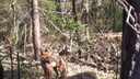 Житель Тольятти снял на видео кричащую лисицу