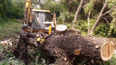 За незаконную вырубку деревьев у челябинских компаний заберут разрешение на стройку