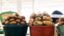 В Крыму будут выращивать картошку для Ярославской области