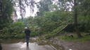 На Пятерке огромное дерево рухнуло прямо во дворе