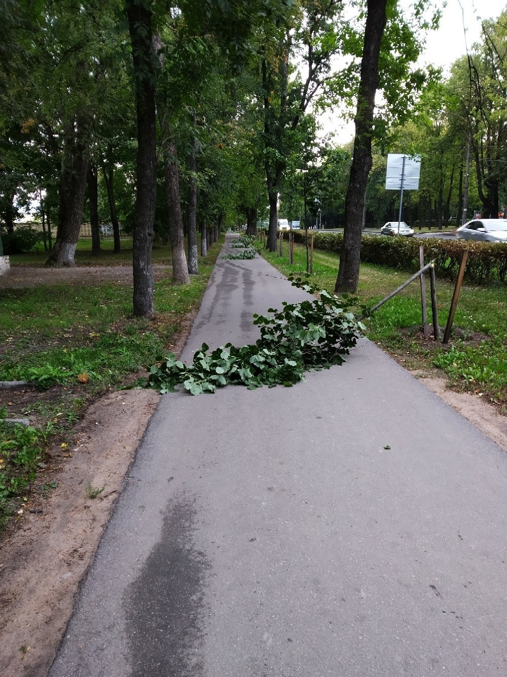 Прогулка вандалов по Красному Селу: прыжки по машинам и поломанные деревья  - 6 сентября 2019 - ФОНТАНКА.ру