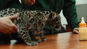 «Хороший он мужик»: в Самарском зоопарке открыли секрет крепкой любви ягуаров Кекса и Нуар