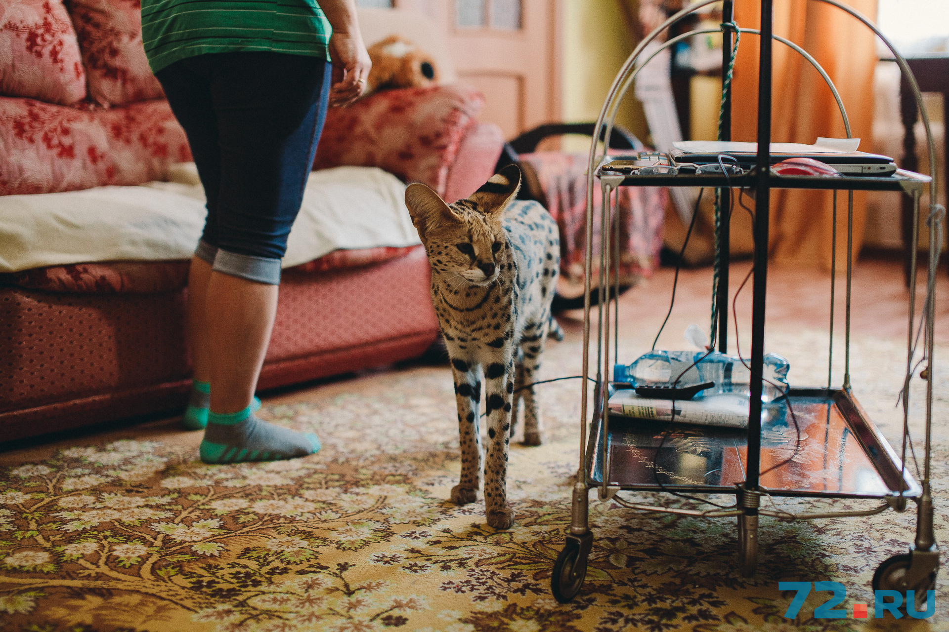 В Великобритания бум на саванну – помесь домашней кошки и сервала