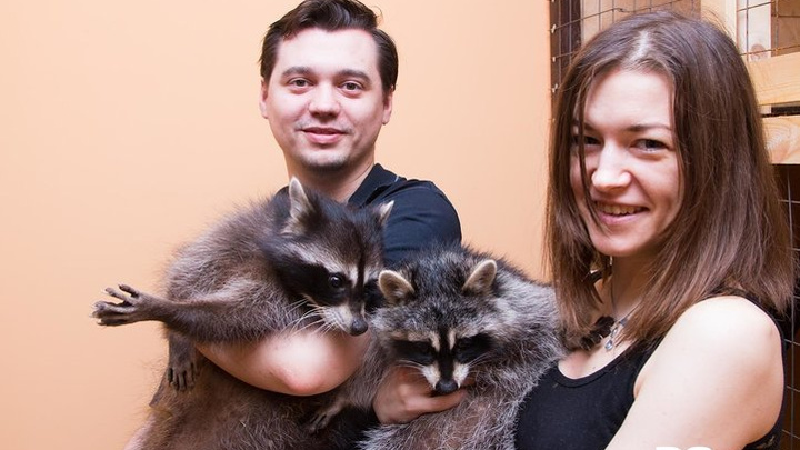 «Они будут устанавливать свои правила»: как семья из Архангельска воспитала дома двух енотов