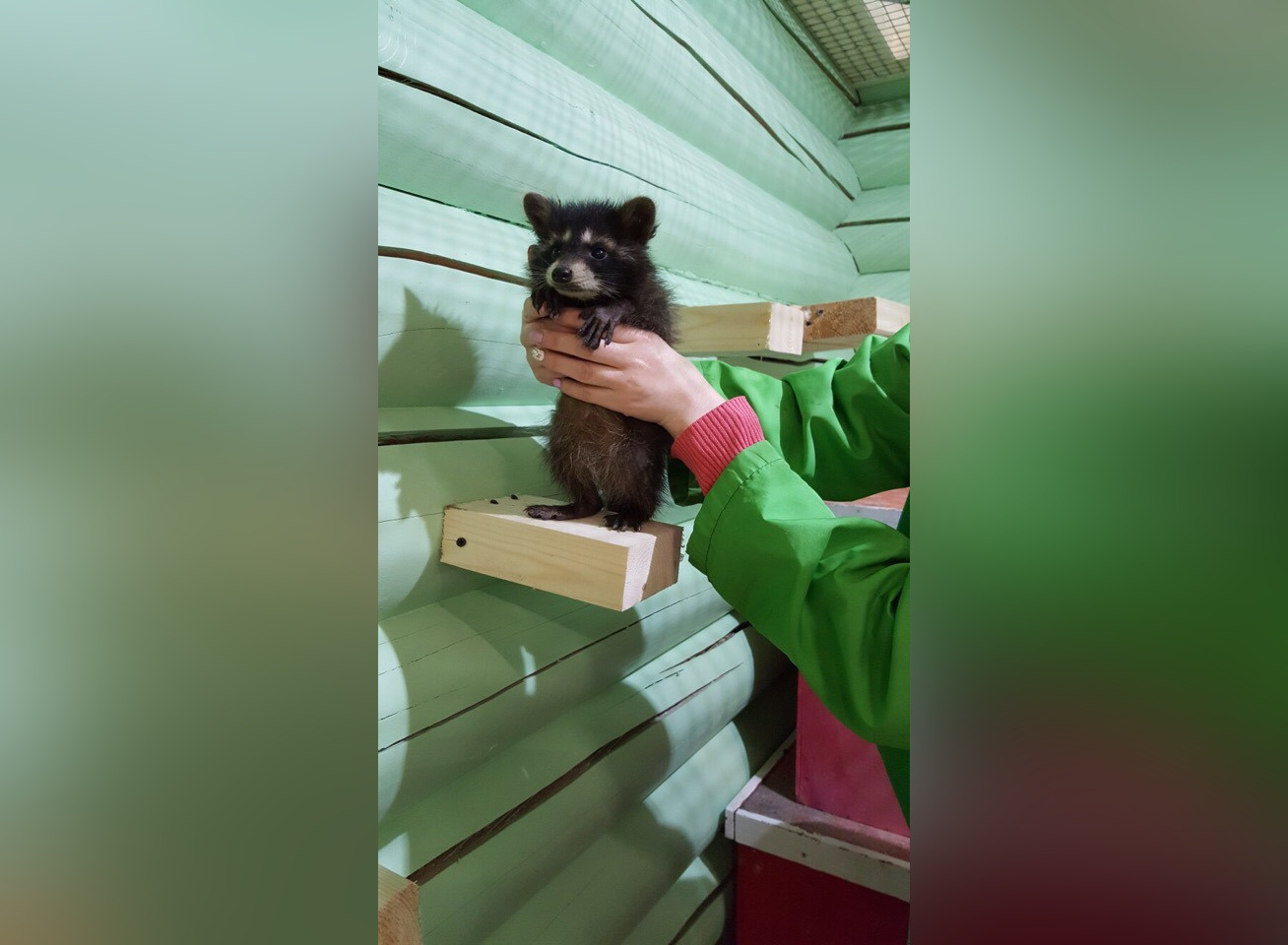 Сейчас енотики ещё совсем крохотные. Им всего три месяца Сейчас енотики ещё совсем крохотные. Им всего три месяца