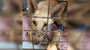 «Все лапы и морда в дроби»: в Самарской области спасают расстрелянную собаку