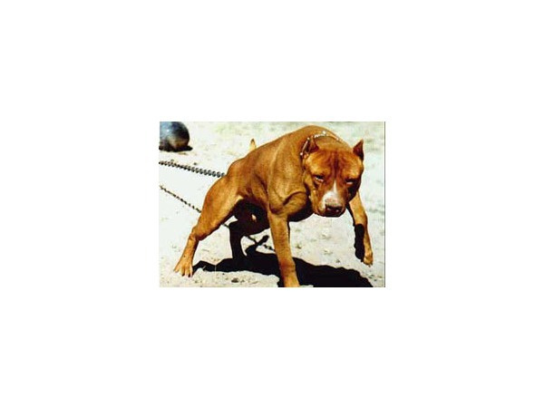 http://www.taringa.net/posts/mascotas/9459499/las-razas-de-perros-mas-peligrosas-del-mundo_.html