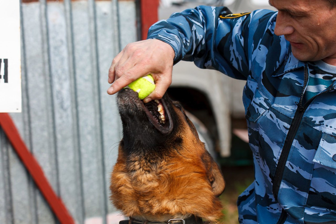 Любимая игрушка служебного пса – теннисный мяч