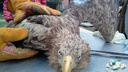 Раненого краснокнижного орлана везли 1100 километров для спасения в Челябинске