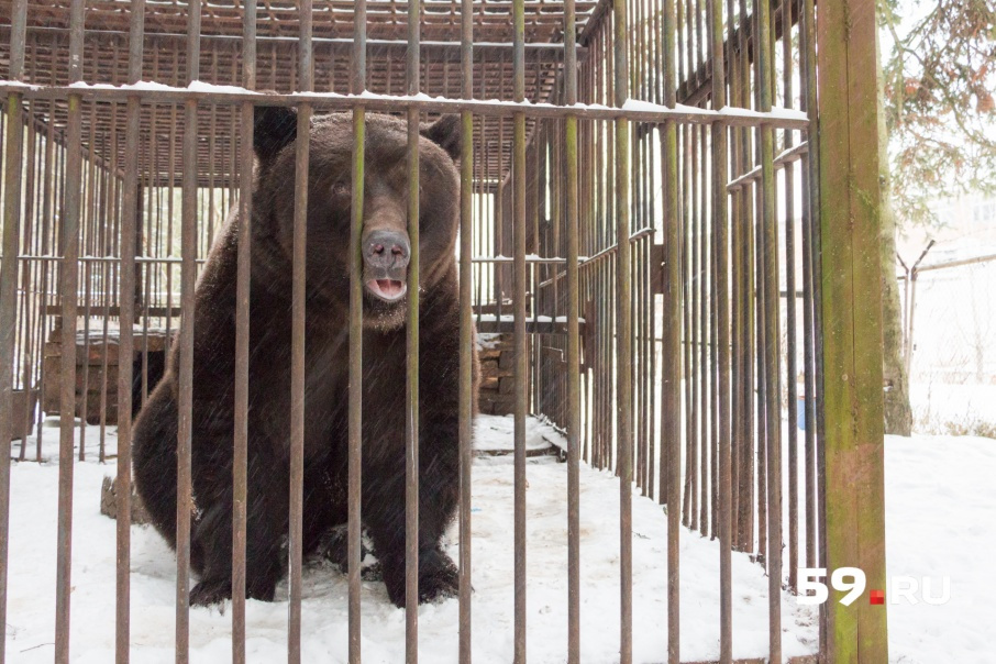 Сколько живут медведи в неволе. Медведь на территории учреждения ИК. Медведи в Амзе Краснокамск июнь 2022. Медведь около Сарова на даче ВК.