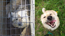«В такого не влюбиться очень сложно»: пёс угодил в отлов, но его спасли (фото до и после)