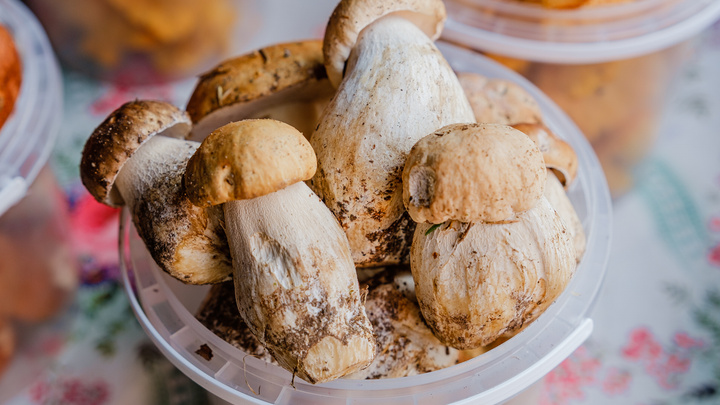 Где сейчас лучше всего собирать грибы в Прикамье? Отвечают миколог и синоптик