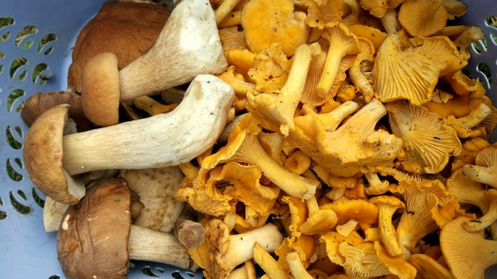 «Не знаешь — не бери»: напоминаем, как правильно собирать и готовить грибы