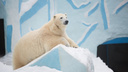 Белой медведице Герде 13 лет — публикуем 13 снимков мохнатой именинницы