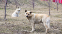 «У нас всего 26% биркованных собак»: в Красноярске подсчитают количество бездомных псов. Объясняем, как и зачем
