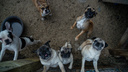 Скандальный собачий питомник в Новосибирске проверило управление ветеринарии. Вердикт: ничем не пахнет