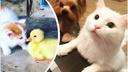 Френдзона для Барсика: 15 фото о странной дружбе домашних животных