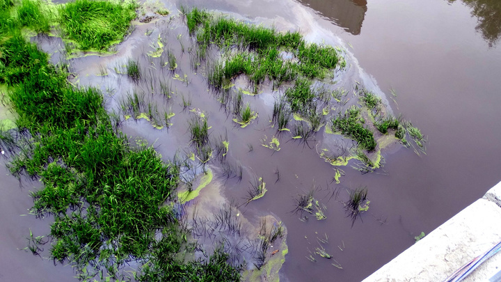 «Это не аварийная ситуация»: в реку Миасс возле брошенного конгресс-холла попали нефтепродукты
