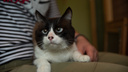 В Новосибирске ищут контент-менеджера для кота со странными глазами