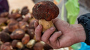 «Продать на полмиллиона в месяц — легко»: как новосибирцы зарабатывают бешеные деньги на грибах