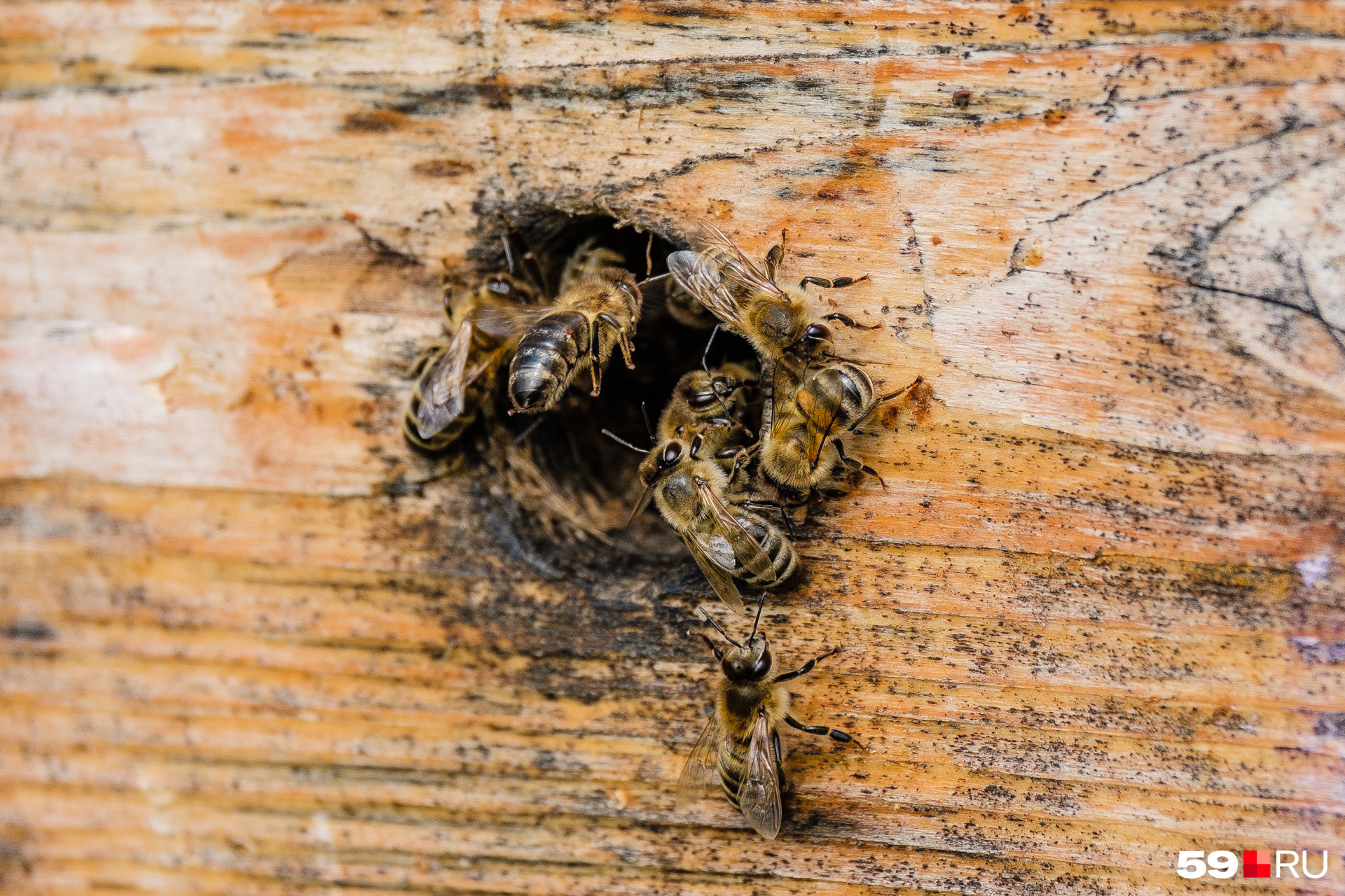 У пчел уже начался активный сезон 
