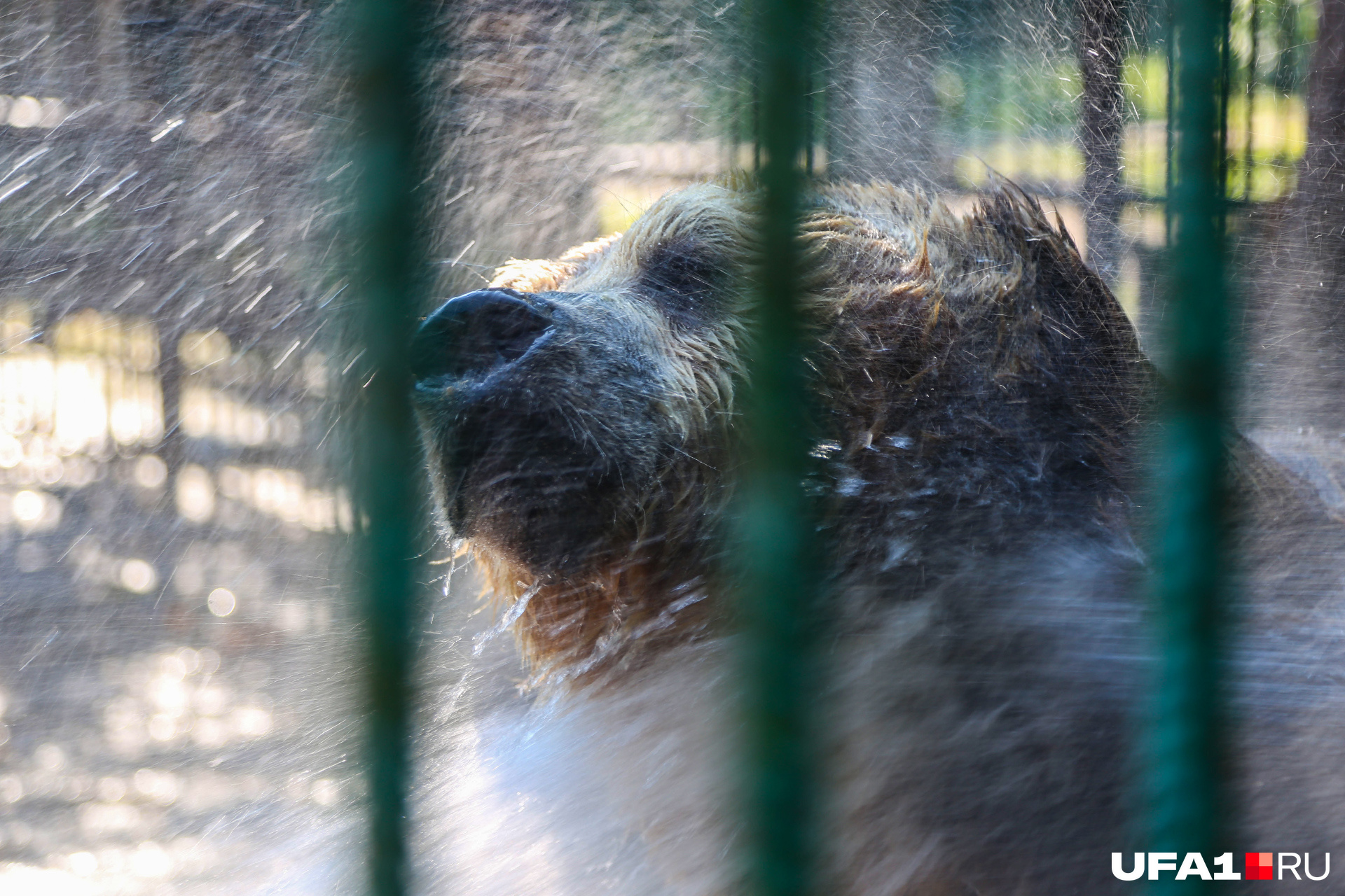 Информацию о медведе, якобы задравшем 2 мужчин в Забайкалье, опровергли