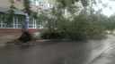 Более 20 авто прижало деревьями: в МЧС рассказали о последствиях ураганного ветра в Самаре